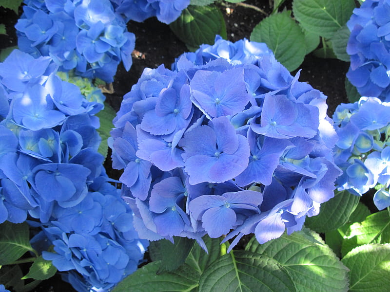 Blue Hydrangeas at the garden, graphy, green, flowers, garden, Blue ...