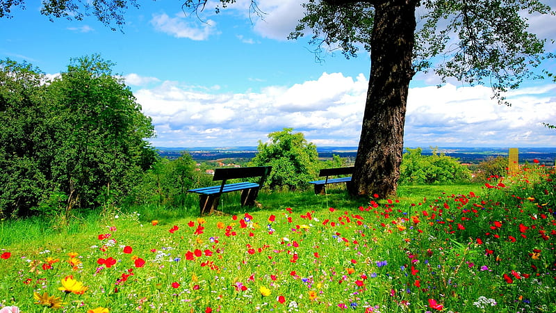 Springtime View, bench, tree, sky, poppies, clouds, HD wallpaper Springtime View, bench, tree, sky, poppies, clouds, HD wallpaper