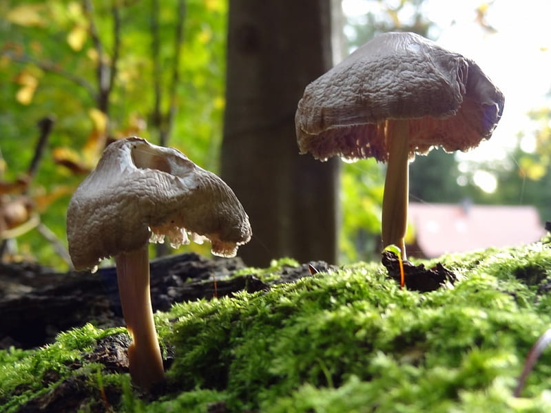 Magic Mushrooms 2, forest, romantic, makro, mushrooms, magic, home screen, HD wallpaper