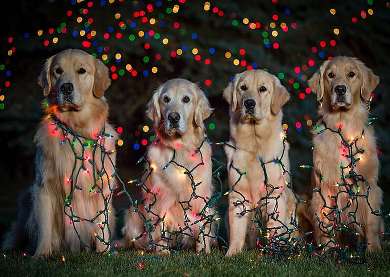 Christmas dogs, pretty, lovely, playful dog, playful, bonito, sweet ...