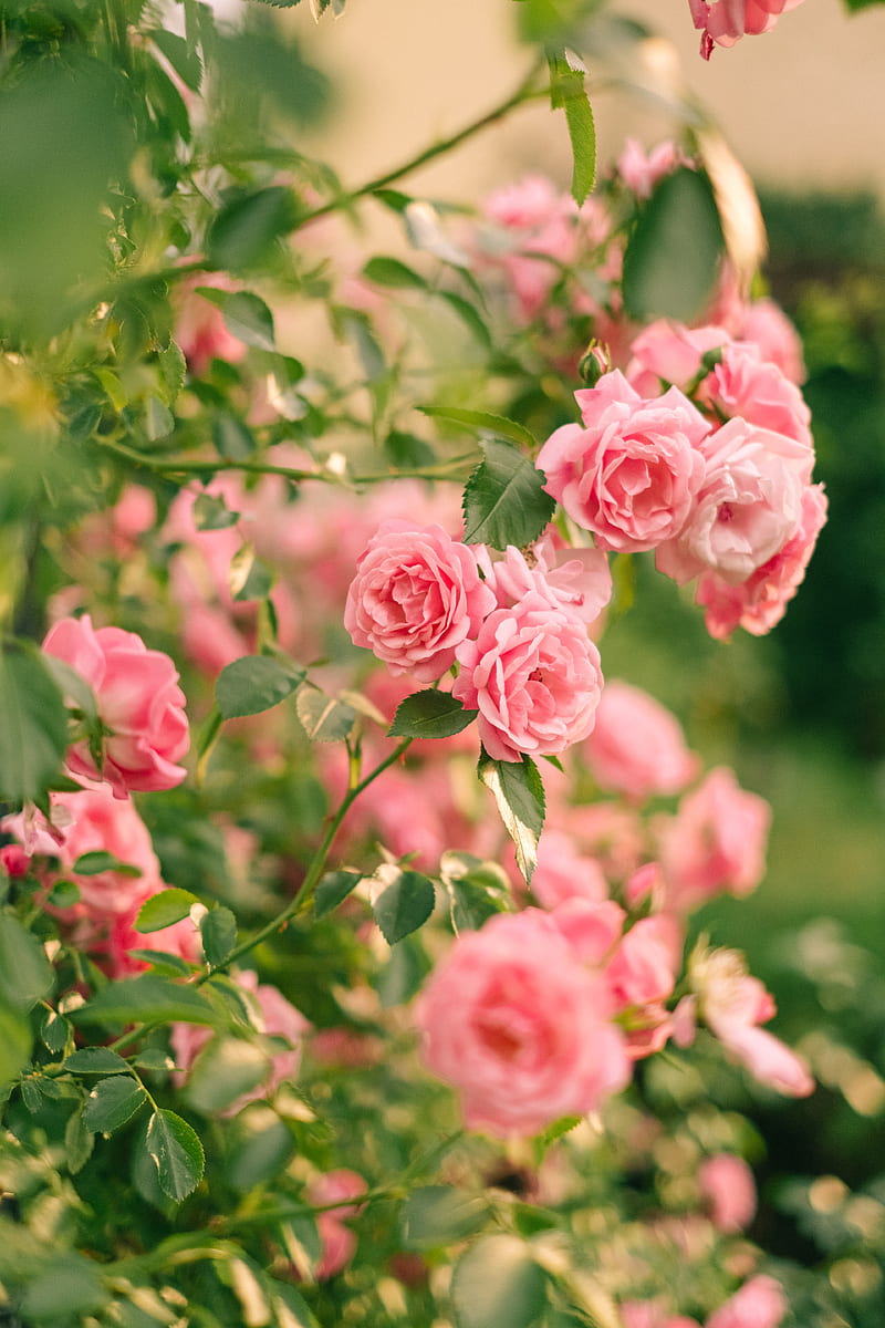 Pink Roses in Bloom, HD phone wallpaper