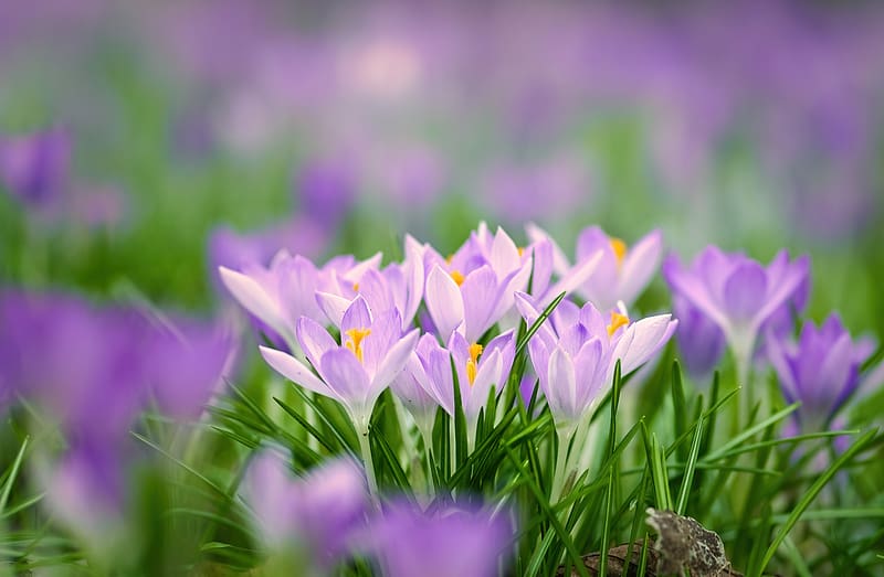 saffron flowers, saffron, flowers, petals, grass, spring, HD wallpaper