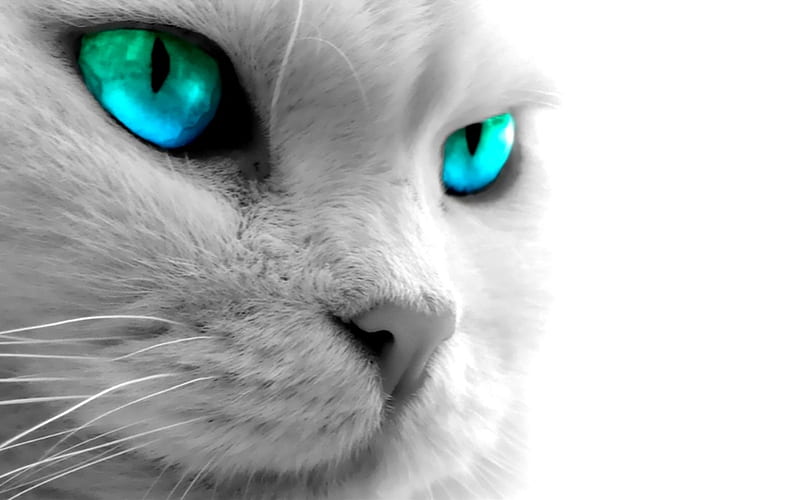 Blue Eyed White Cat, Cat, bonito, White, Blue, Eyes, HD wallpaper