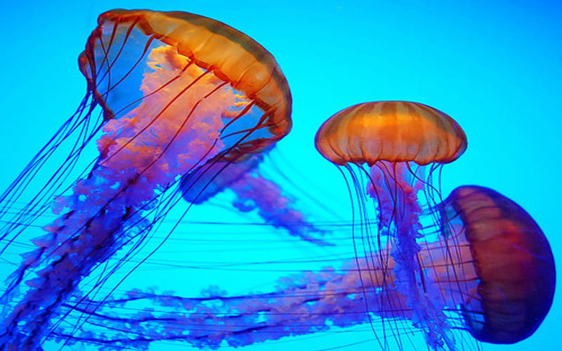 jelly fish, colorful, jellyfish, jelly, fish, HD wallpaper