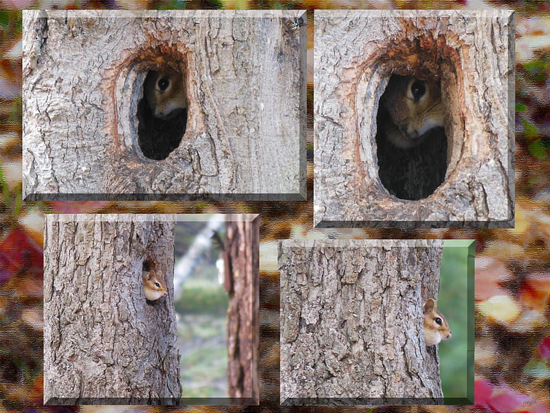 Peeking Out, Trees, Chipmunk, Tree, Tree Hole, Autumn, Tree Hollow, HD wallpaper