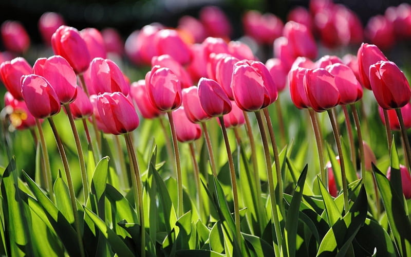 Pink Tulips, stems, tulips, green, pink, HD wallpaper | Peakpx