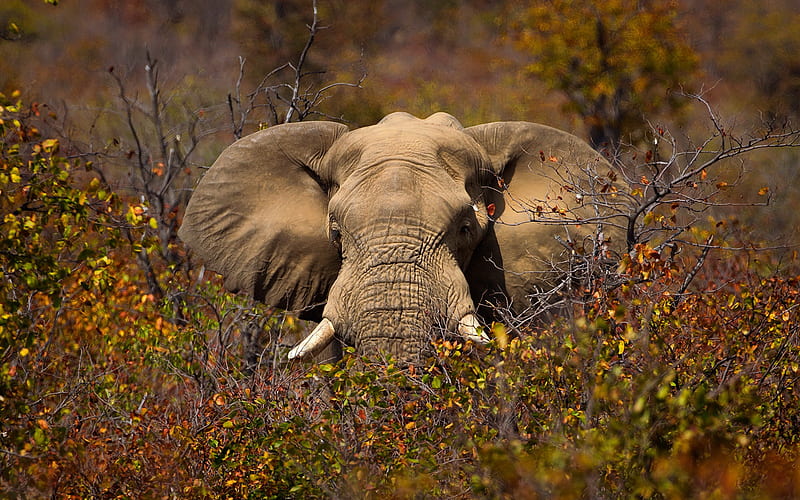 elephant in the trees, african elephant, Africa, bushes, elephant, wildlife, wild animals, elephants, HD wallpaper