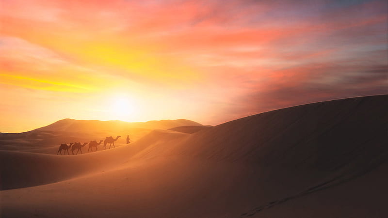 Camel Walking In The Desert, desert, camel, graphy, HD wallpaper
