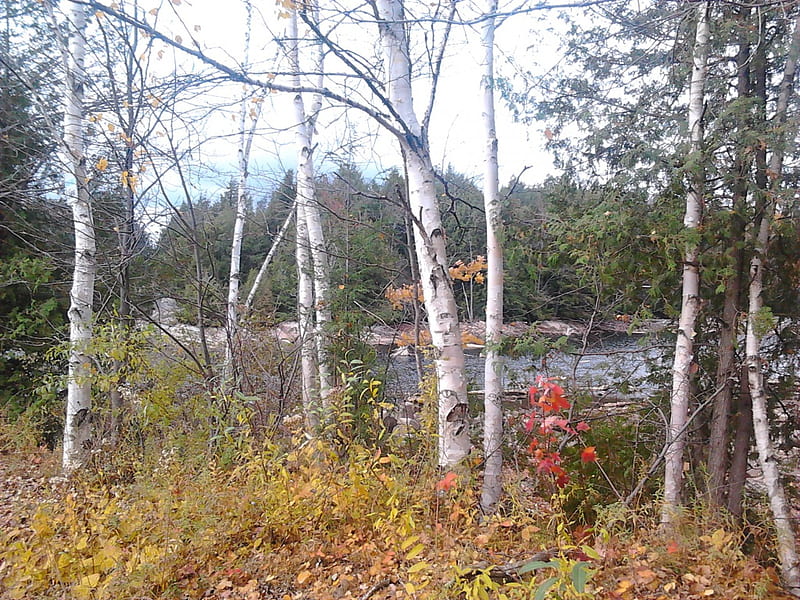~=; Birch trees on Eels lake ;~~, nature, Ontario, trees, lake, HD wallpaper