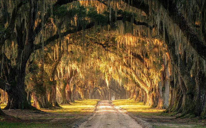Tomotley Plantation in South Carolina, nature, road, trees, usa, HD wallpaper