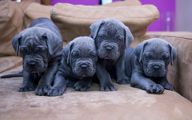 Cane Corso, gray small puppies, small dogs, quartet, pets, dogs, HD wallpaper