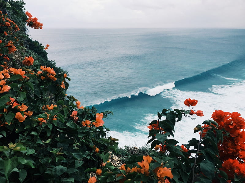 Bushes of Orange Flowers and Further the Sea, flowers, nature, orange, sea, HD wallpaper