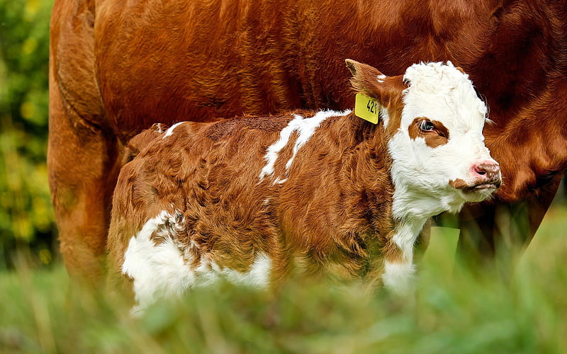 little calf, cute animals, farm, cow, brown calf, HD wallpaper