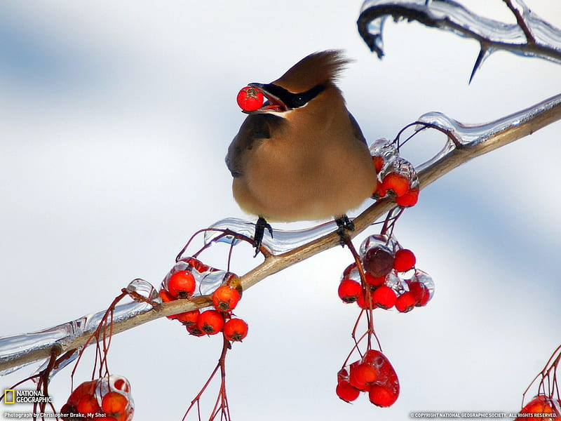 Cedar Waxwing- National Geographic selected, HD wallpaper