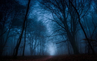 Dark Forest, forest, tree, nature, dark, HD wallpaper | Peakpx