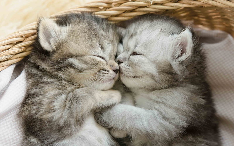 British Shorthair Cat, kittens, basket, sleeping cat, domestic cat, cats, cute animals, British Shorthair, HD wallpaper