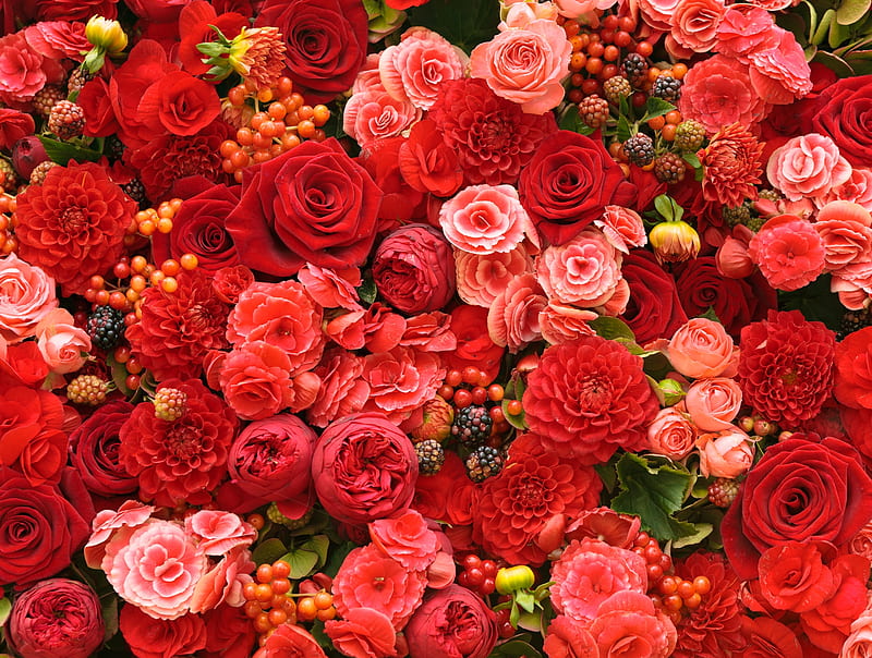 Background of flowers, leaves, berries, background, garden, flowers, bonito, roses, red, scent, fragrance, HD wallpaper