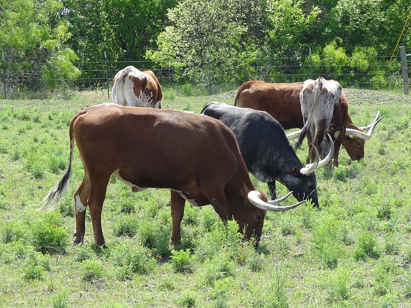 Longhorns, grazing, cattle, cows, HD wallpaper