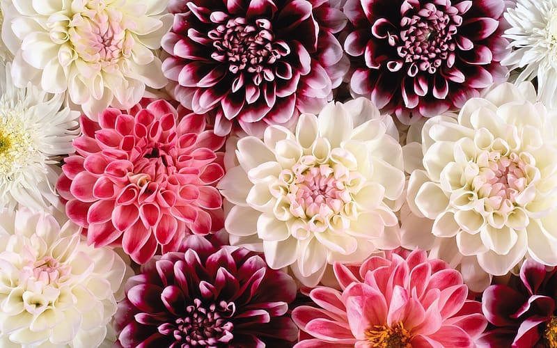 Flowers, Pink, Flower, Earth, Dahlia, HD wallpaper