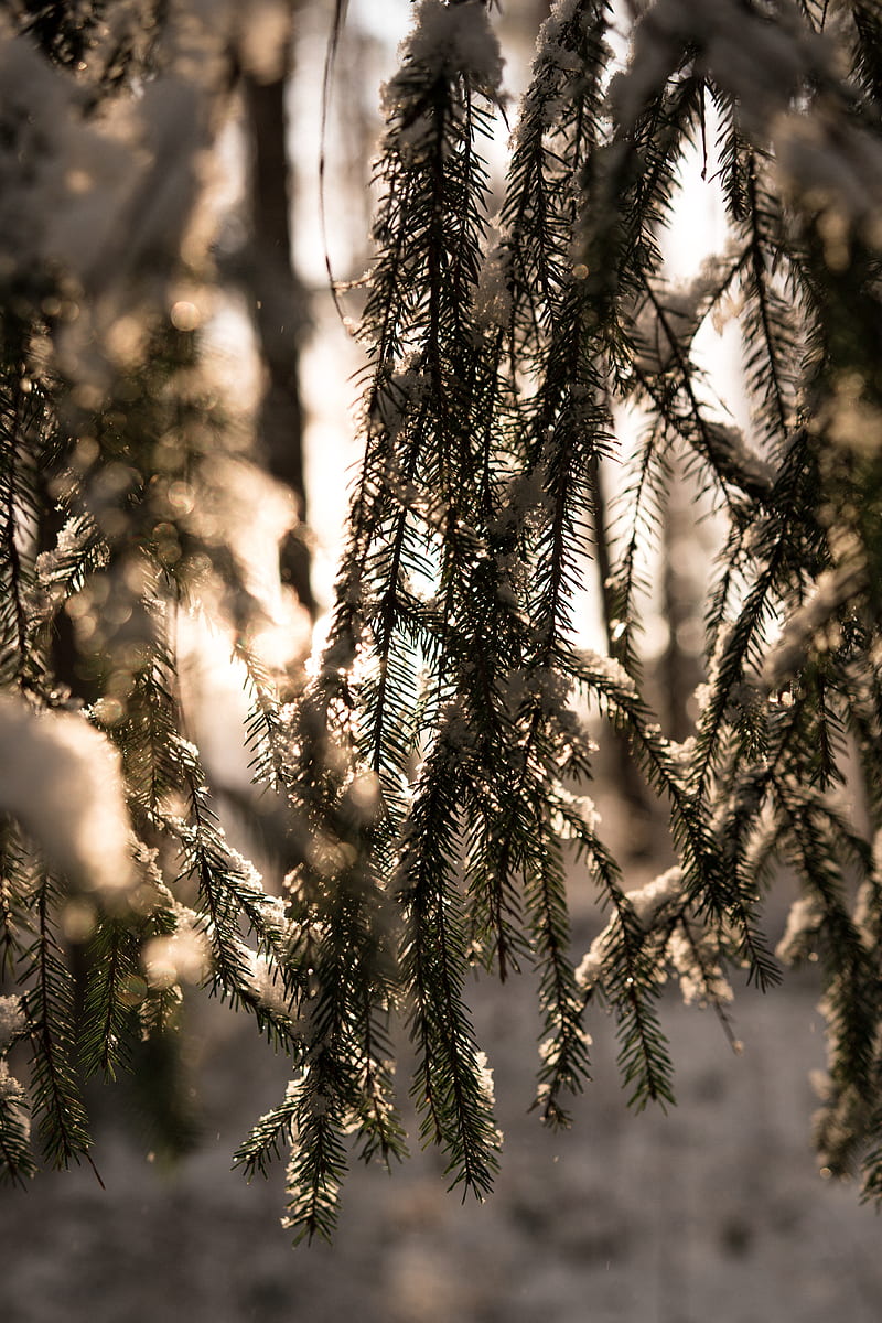 spruce, macro, winter, bokeh, cold, snow, Nature, HD phone wallpaper