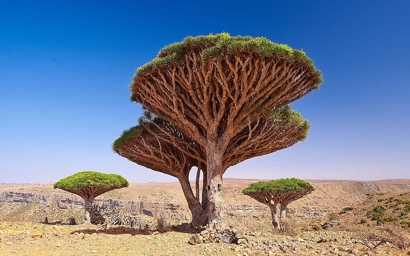 Dragon Blood Tree, Dracaena cinnabari, Socotra dragon tree, Yemen, unusual trees, desert, Socotra archipelago, HD wallpaper