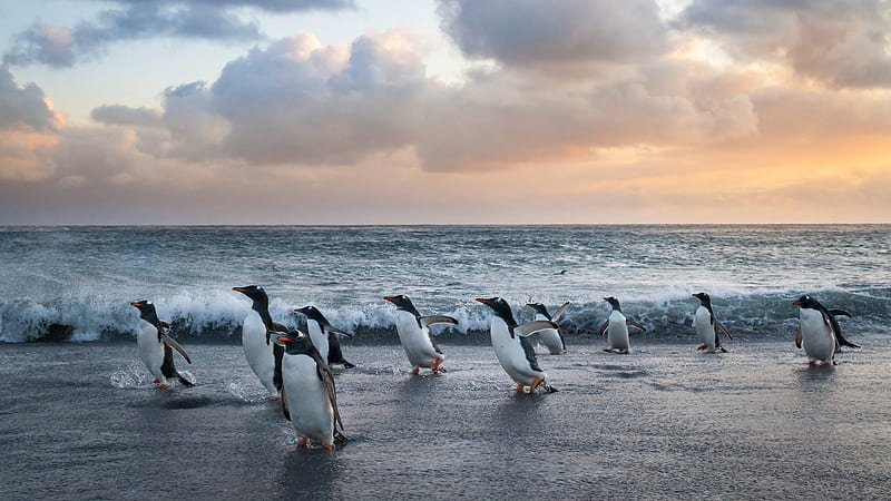 Penguins Are Standing On Beach Sand In Ocean Waves Background Penguin