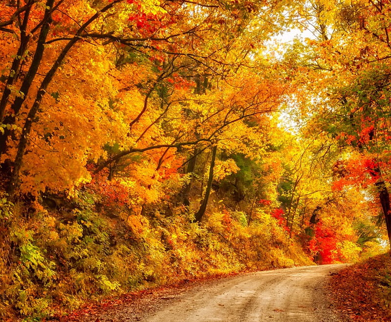 FOREST AUTUMN, forest, autumn, enchanting nature, seasons, leaves ...