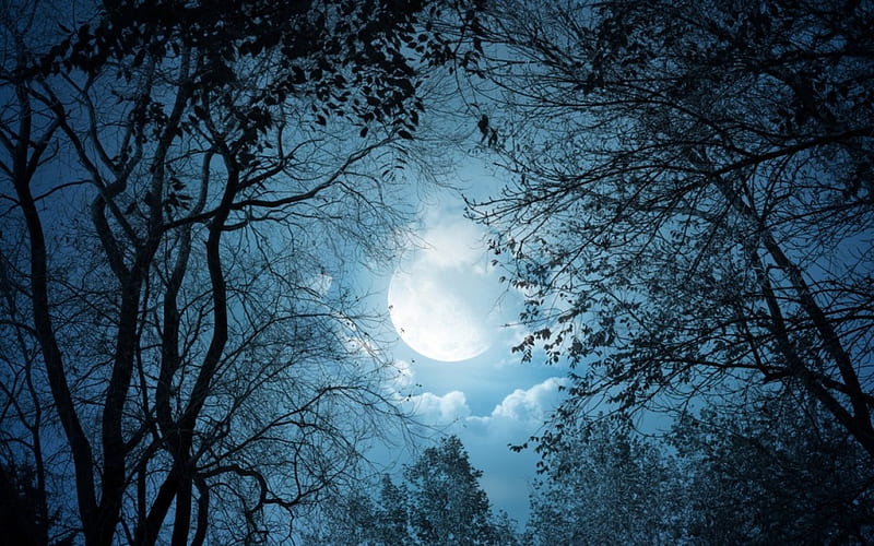 WHITE MOONLIGHT, moons, silouettes, trees, clouds, skies, forests, light, blue, night, HD wallpaper