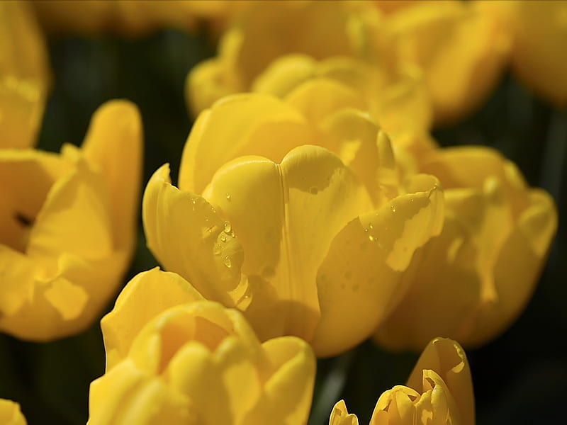 Yellow Tulips- Tulip Flower Show, HD wallpaper