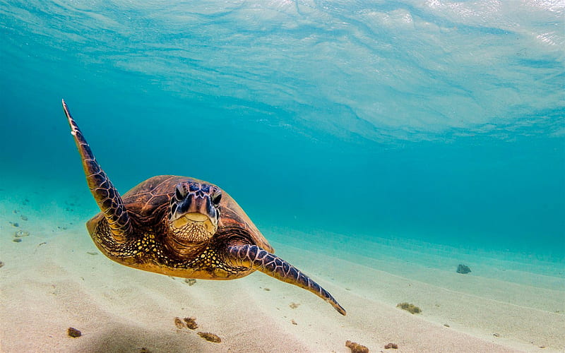 turtle under water, ocean, turtle, underwater world, turtles, HD wallpaper