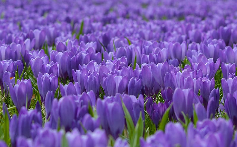 Crocuses, primavara, blue, nature, purple, spring, field, crocus, flower, HD wallpaper