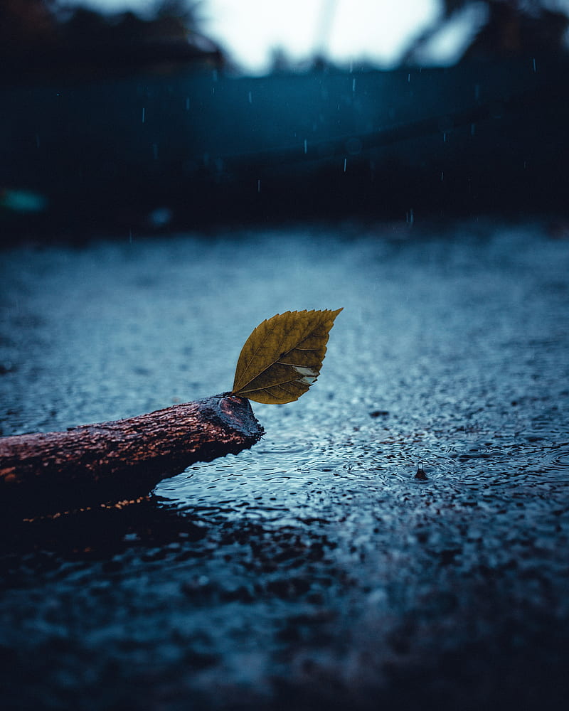 leaf, rain, sad, HD phone wallpaper