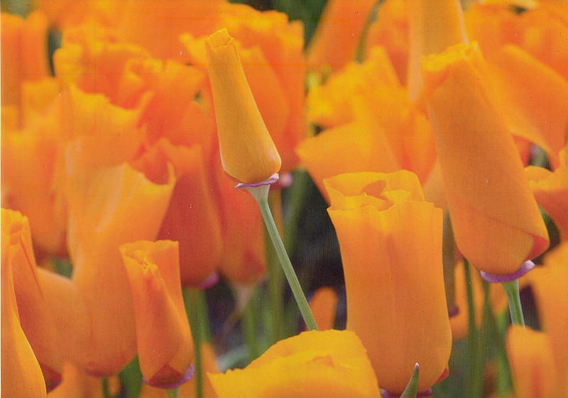 California poppies, flower, california, orange, poppies, HD wallpaper