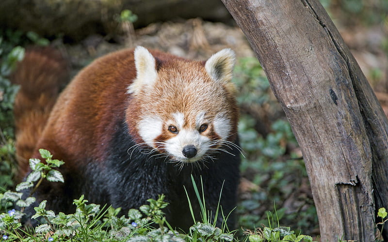 Red panda, mammal, wildlife, wild animals, cute animals, panda, HD wallpaper