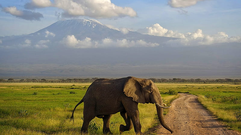 Elephant Crossing, mountain, elephant, road crossing, beauty, clouds, field, landscape, HD wallpaper