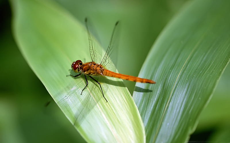 orange dragonfly-small animal, HD wallpaper