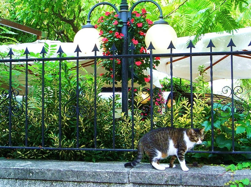 My own little paradise, gris, flowers, garden, white, cat, iron gate, HD wallpaper