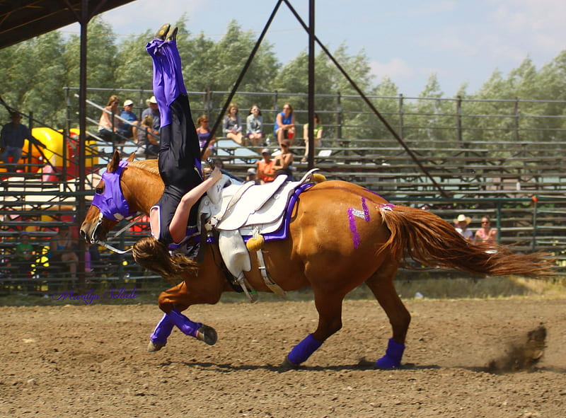 Professional Trick Riding Cowgirl, tricks, professional, stunts, Cowgirl, Equestrian, riding, blanket, horse, ropes, audience, vaulting, rodeo, teamwork, HD wallpaper