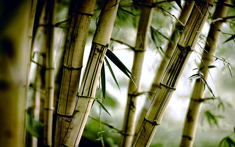 Bamboo Trees, HD wallpaper
