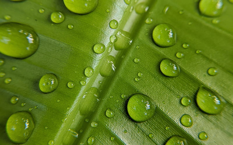 water drops on a green leaf, water concepts, green leaf texture, natural textures, eco textures, HD wallpaper