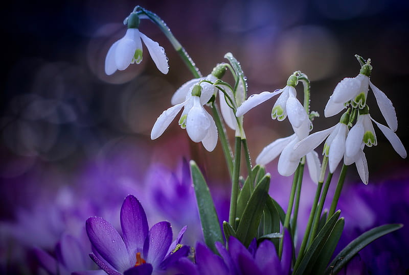 Snowdrops, Purple, Spring, Crocuses, White, HD wallpaper