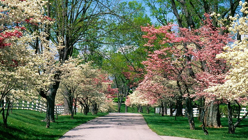 White and pnk trees, blossoms, park, trees, road, HD wallpaper | Peakpx