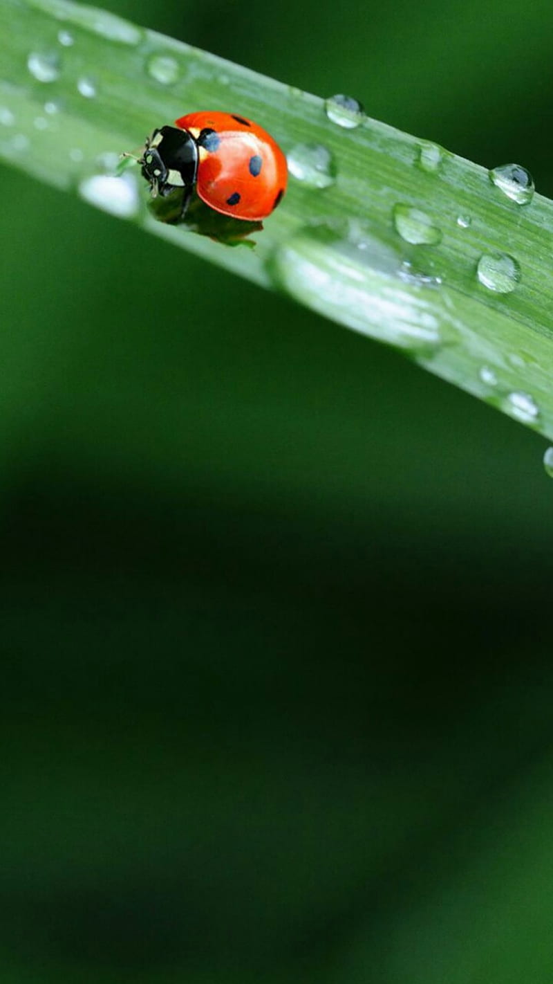 Lady Bug, green, leaf, red, HD phone wallpaper