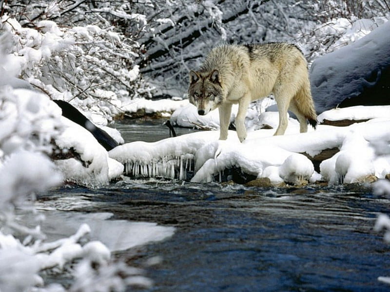 its the wolf, creek, winter, fishing, HD wallpaper