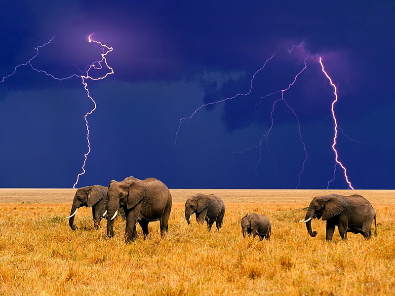 wild nature, grass, elephant, savanna, yellow, bonito, sky, animal, lightning, wildlife, nature, blue, HD wallpaper
