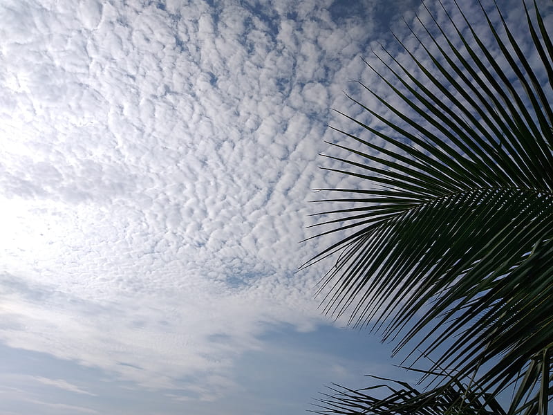 Blue sky in joy, Nil akas, walpaper, best, palm, bonito, beach, Natur ...