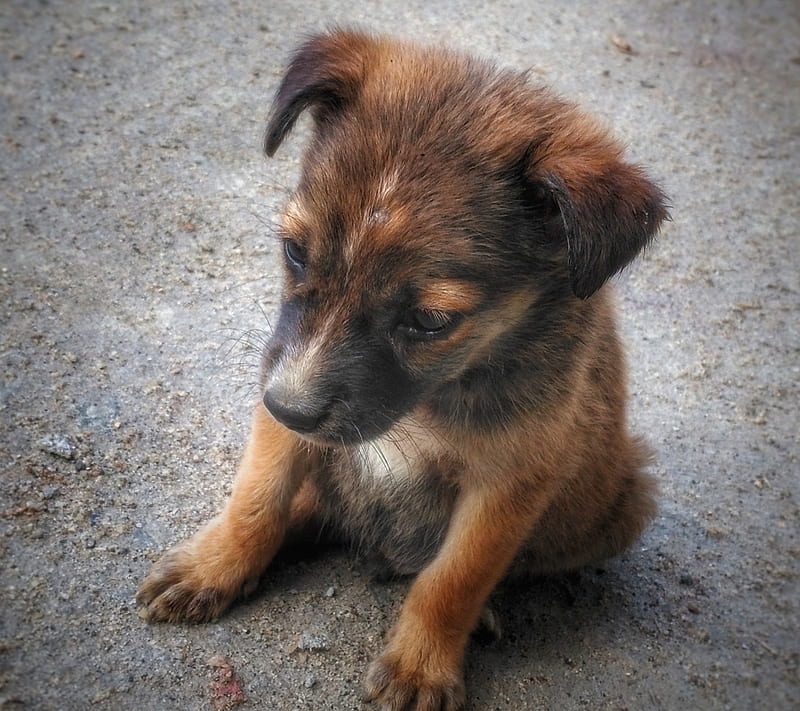 Puppy, road, HD wallpaper | Peakpx