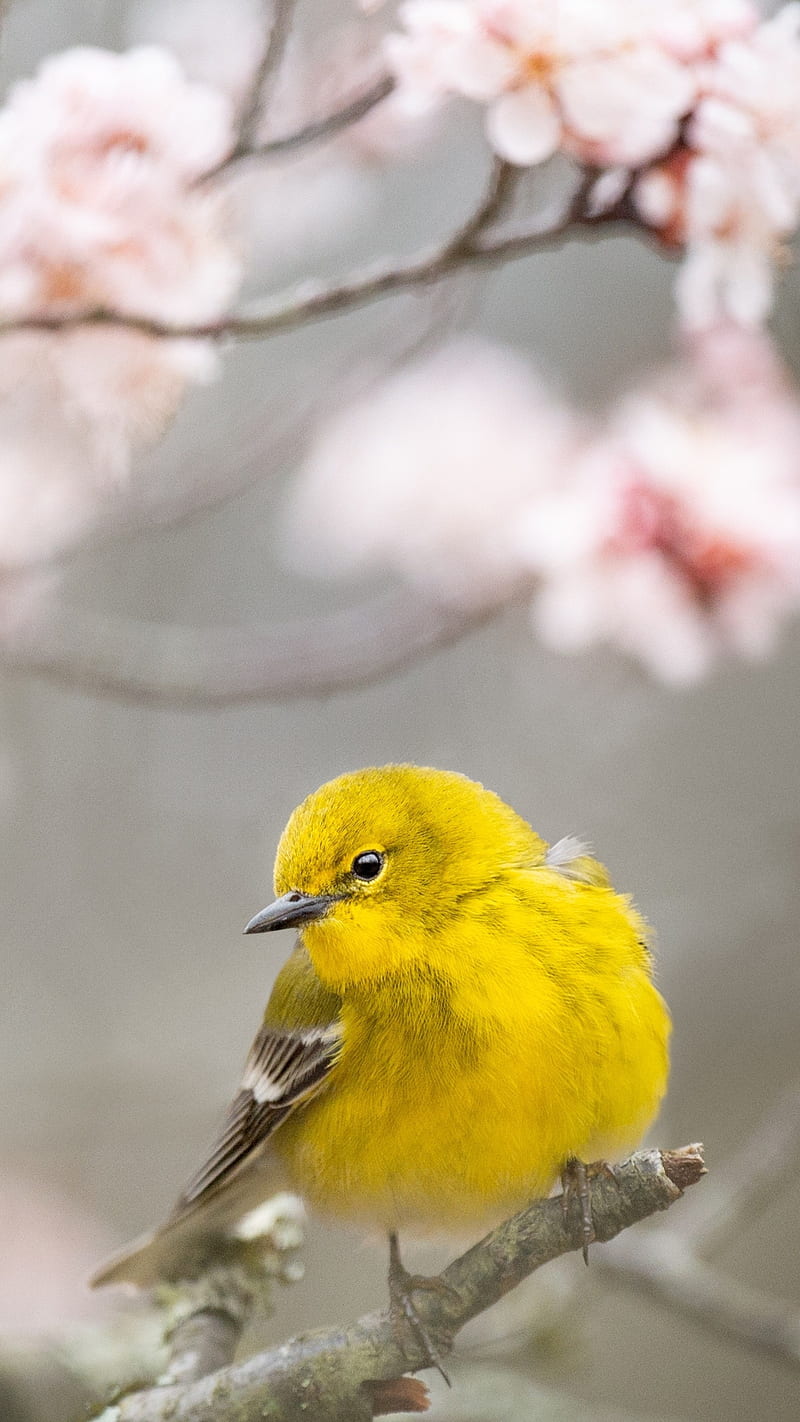 Pine warbler , bird, pine warbler, yellow bird, small, beak, HD phone wallpaper