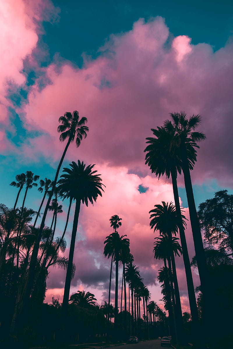 palm trees, sunset, clouds, tropics, sky, porous, HD phone wallpaper