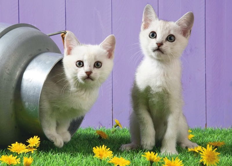 White kittens, playing, grass, fluffy, kittens, adorable, sweet, cute, flowers, kitties, white, cats, friends, HD wallpaper